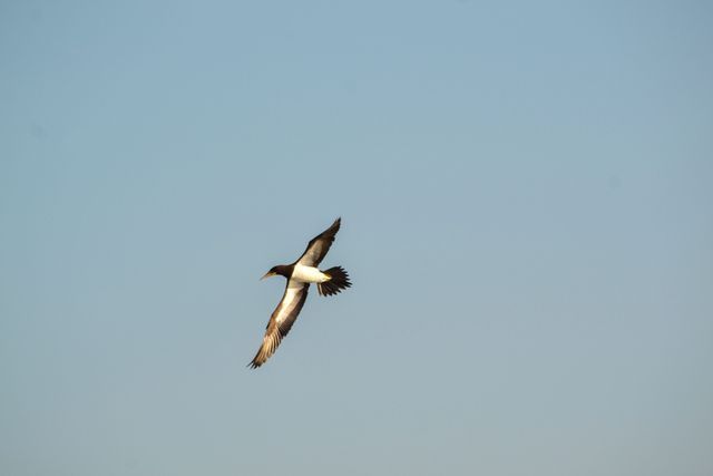 Kite Bird Hawk - Download Free Stock Photos Pikwizard.com
