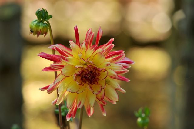 Composites dahlia flower garden plant - Download Free Stock Photos Pikwizard.com