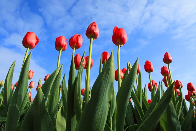 tulips against blue sky - Download Free Stock Photos Pikwizard.com