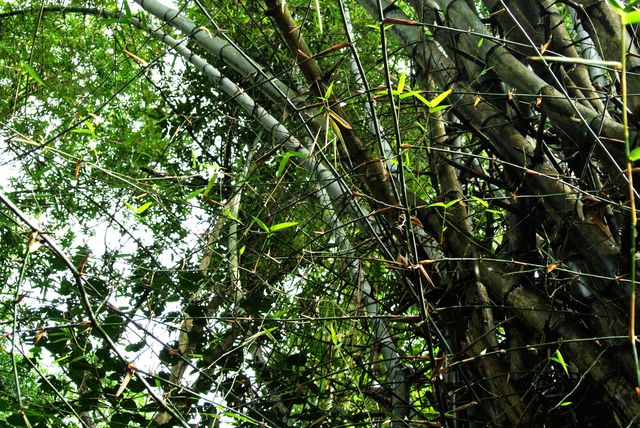 Tree Plant Bamboo - Download Free Stock Photos Pikwizard.com