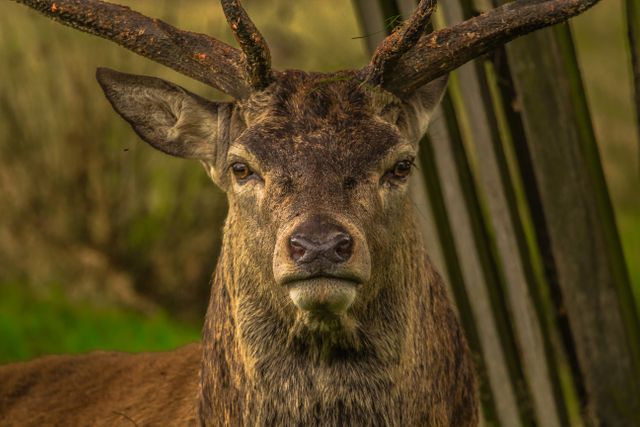 Close-up Portrait of Deer - Download Free Stock Photos Pikwizard.com