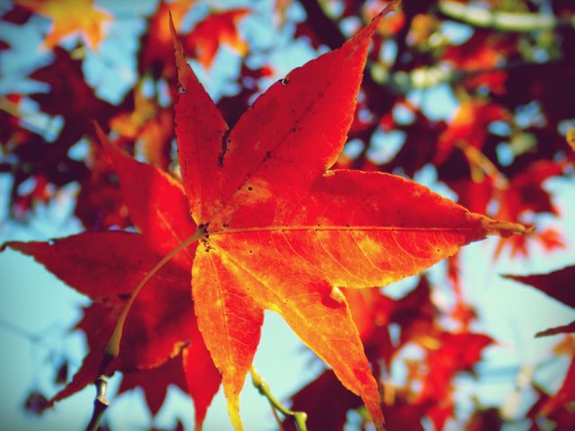 Maple leaf leaves tree- Download Free Stock Photos Pikwizard.com