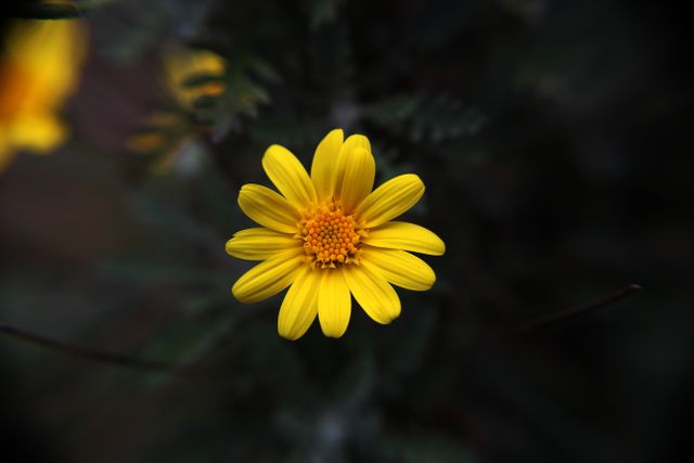 Flower Yellow Sunflower - Download Free Stock Photos Pikwizard.com