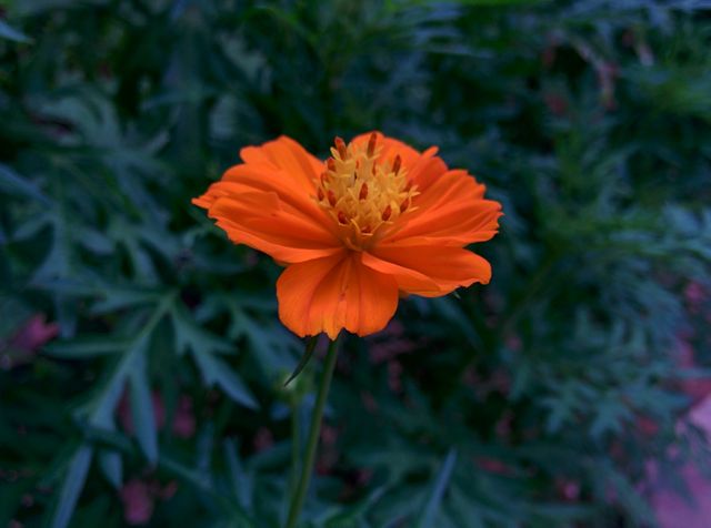 Orange Flower Ornamental - Download Free Stock Photos Pikwizard.com