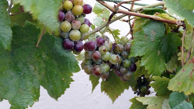 Close up of grapes growing on tree - Download Free Stock Photos Pikwizard.com