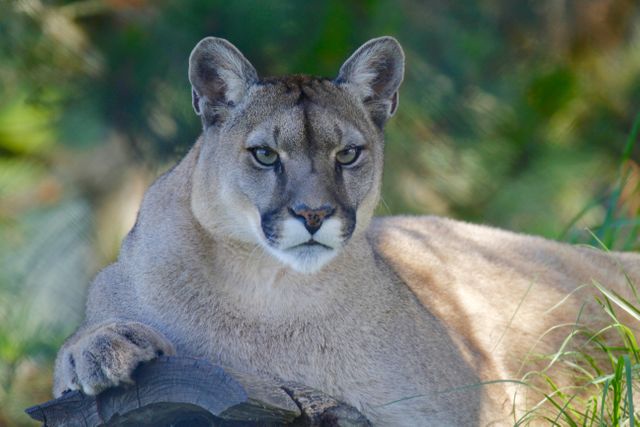 Close up shot of Cougar in the forest. wildlife and nature concept