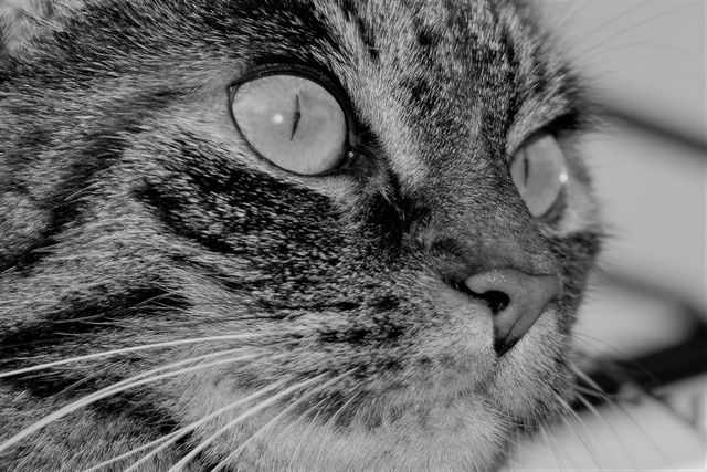 Animal cat cat face cat portrait - Download Free Stock Photos Pikwizard.com
