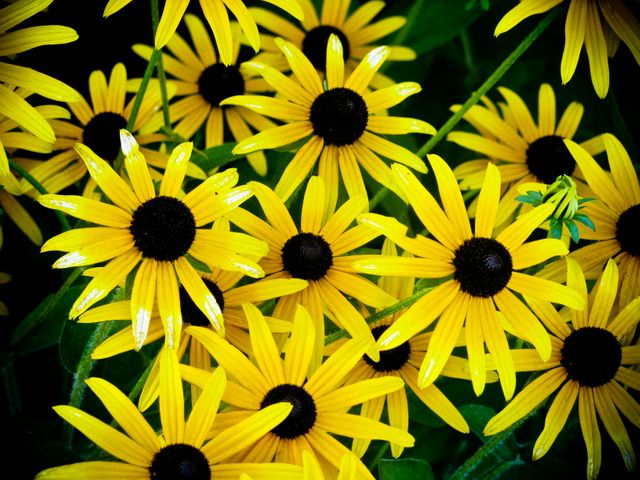 Sunflowers nature- Download Free Stock Photos Pikwizard.com