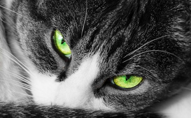 a cat with green eyes - Download Free Stock Photos Pikwizard.com