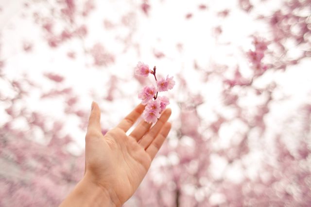 Close up view of hand holding a pink flowers against blossomed trees in background. Spring season concept