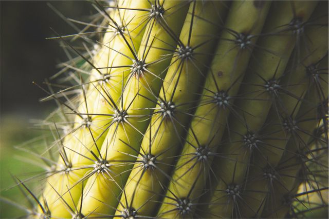 Cactus plant- Download Free Stock Photos Pikwizard.com