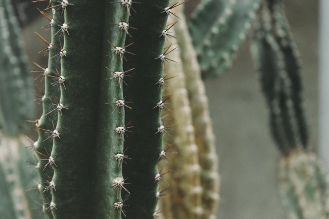 Macro Shot of Cactus - Download Free Stock Photos Pikwizard.com