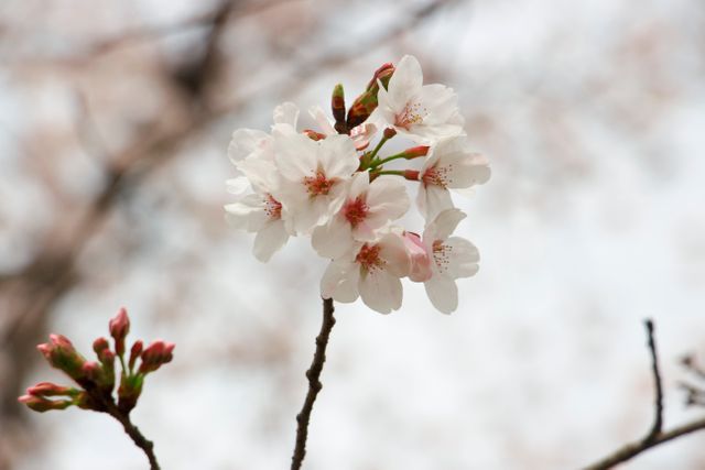Almond Flower April - Download Free Stock Photos Pikwizard.com