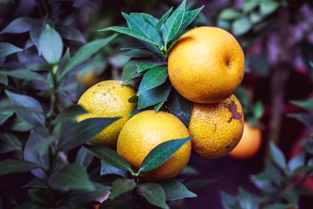Orange Fruit Citrus - Download Free Stock Photos Pikwizard.com