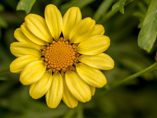 Flower Sunflower Yellow - Download Free Stock Photos Pikwizard.com