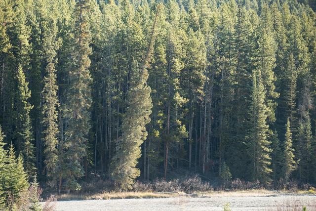 View of pine trees - Download Free Stock Photos Pikwizard.com