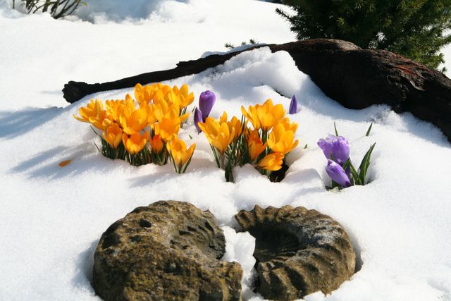Crocus flower snow snowy - Download Free Stock Photos Pikwizard.com