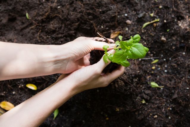 Woman planting young plant into the soil - Download Free Stock Photos Pikwizard.com