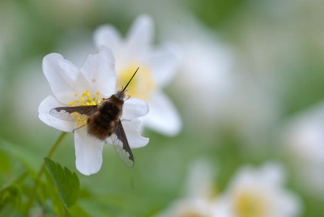 Brown Moth on White Petal Flower during Daytime - Download Free Stock Photos Pikwizard.com