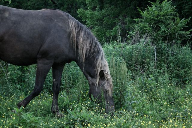 a horse grazing in a field - Download Free Stock Photos Pikwizard.com