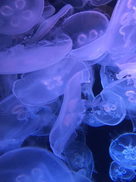 Jellyfish Light Roentgenogram - Download Free Stock Photos Pikwizard.com