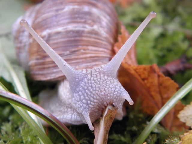 Brow and Purple Snail on Green Grass - Download Free Stock Photos Pikwizard.com
