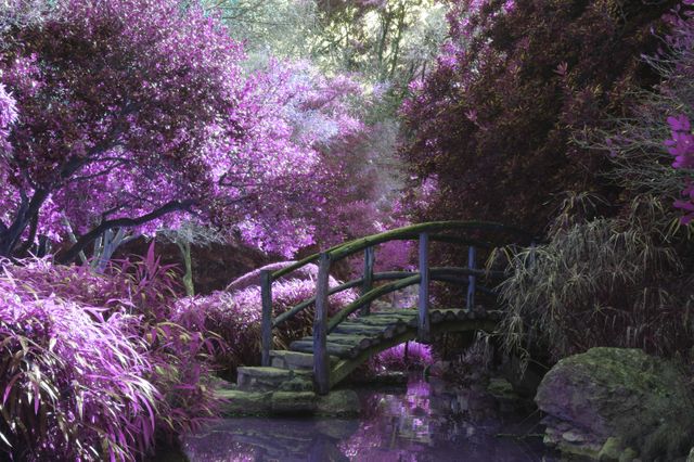 Bridge purple violet dream - Download Free Stock Photos Pikwizard.com
