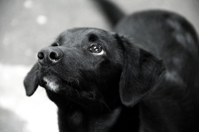 Retriever Labrador retriever Sporting dog - Download Free Stock Photos Pikwizard.com