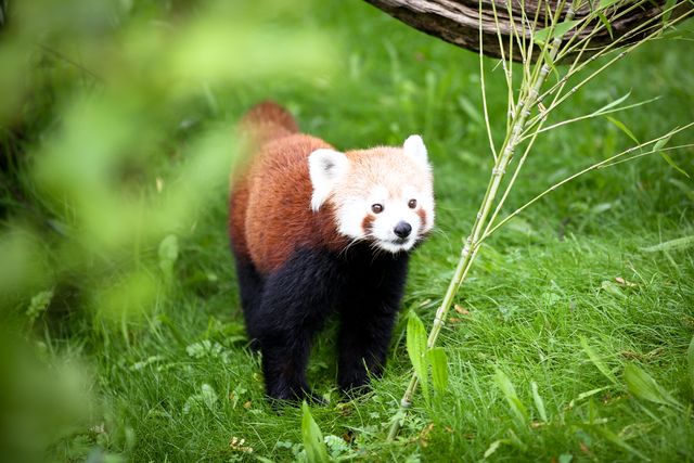Lesser panda Mammal Polecat - Download Free Stock Photos Pikwizard.com