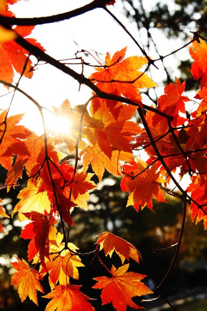 Close-up of Orange Leaves Against Sky during Sunset - Download Free Stock Photos Pikwizard.com