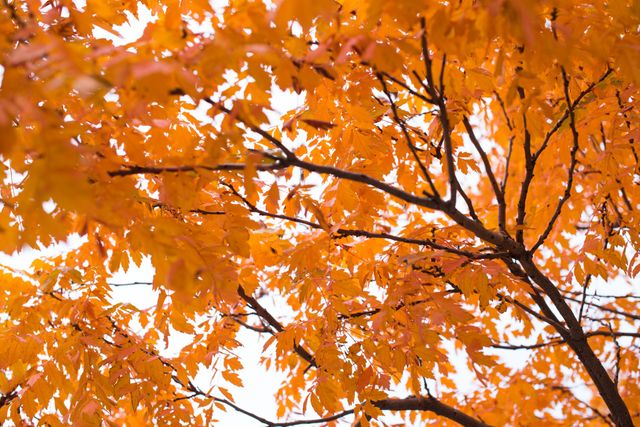 a tree with orange leaves - Download Free Stock Photos Pikwizard.com
