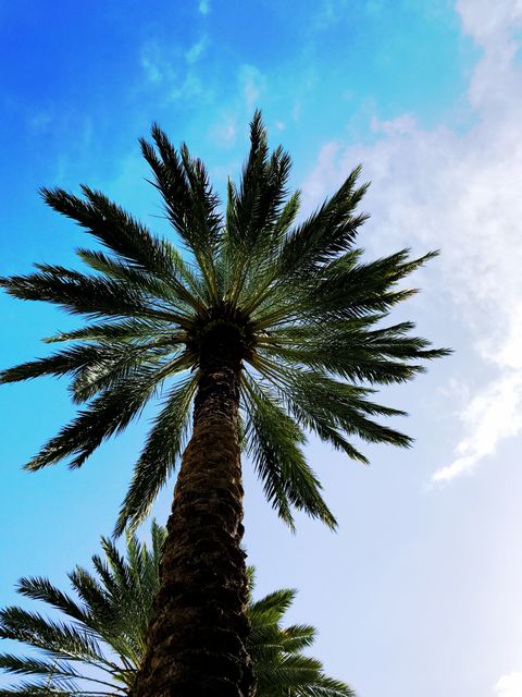 Low Angle View of Palm Tree Against Sky - Download Free Stock Photos Pikwizard.com