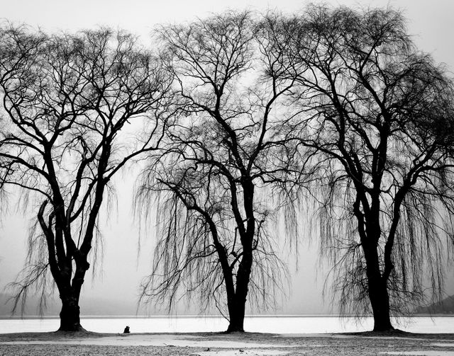 Trees water black and white- Download Free Stock Photos Pikwizard.com