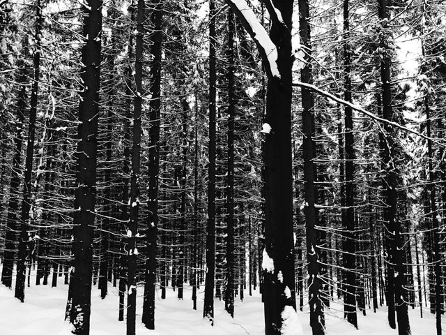 Snow Tree Winter - Download Free Stock Photos Pikwizard.com