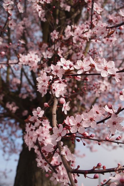 Close up of tree branch with pink blossomed flowers. Spring season concept