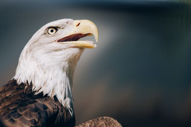 Animal avian bald bald eagle - Download Free Stock Photos Pikwizard.com