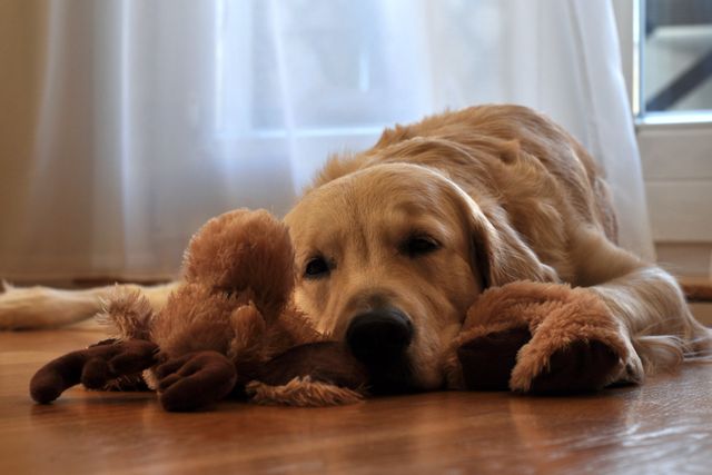 a dog laying on the floor - Download Free Stock Photos Pikwizard.com
