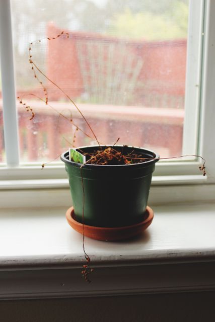 Plant pot on windowsill - Download Free Stock Photos Pikwizard.com