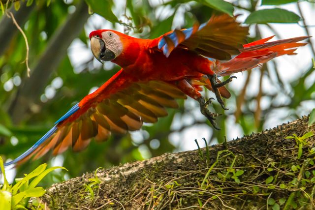 Bird Parrot Macaw - Download Free Stock Photos Pikwizard.com