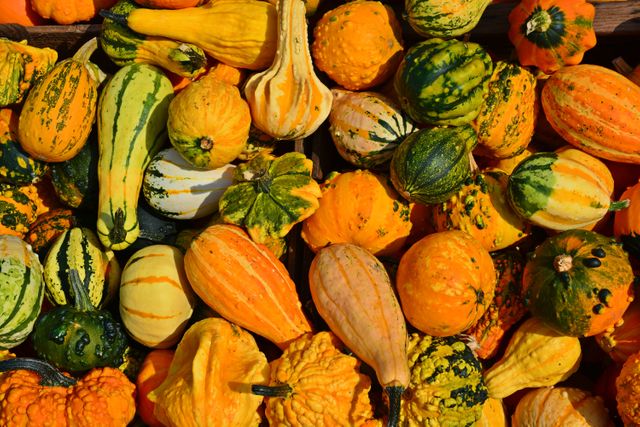 a bunch of squash and gourds - Download Free Stock Photos Pikwizard.com
