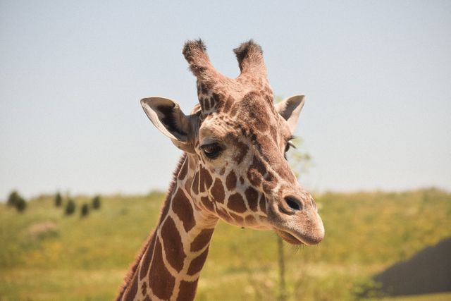 Giraffe on Green Grass Field during Daytime - Download Free Stock Photos Pikwizard.com