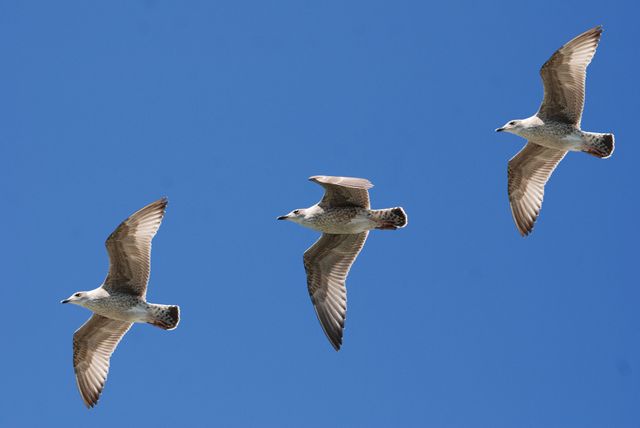 3 White Birds Flying Under Blue Sky - Download Free Stock Photos Pikwizard.com
