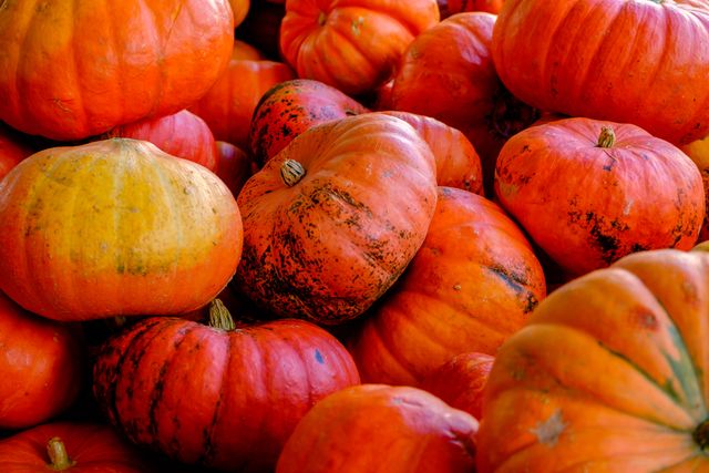 Close up view of pumpkin fruits. Fall season, Thanksgiving and Halloween concept
