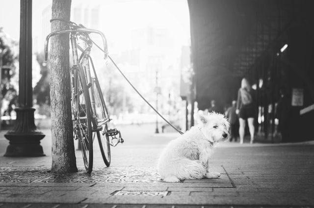 Grayscale Photo of Leashed Dog Near Tree - Download Free Stock Photos Pikwizard.com