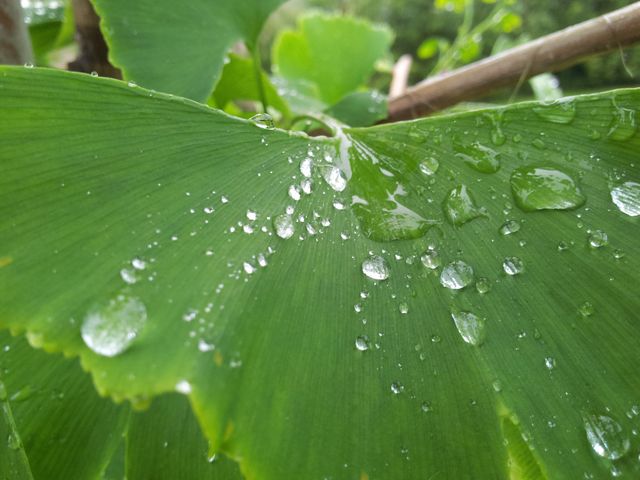 Nature plant leaf rain - Download Free Stock Photos Pikwizard.com