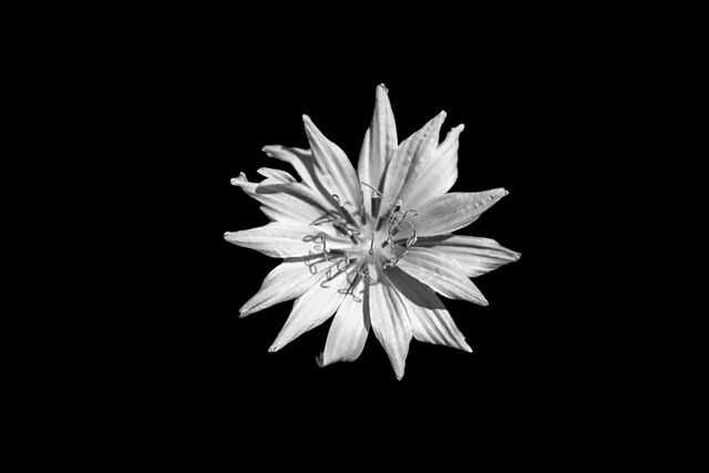 Close-up of Flower over Black Background - Download Free Stock Photos Pikwizard.com