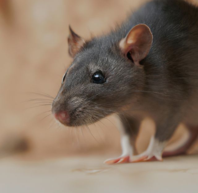 Image of close up of side view of rat on brown background. Animals, rodents and rats concept.