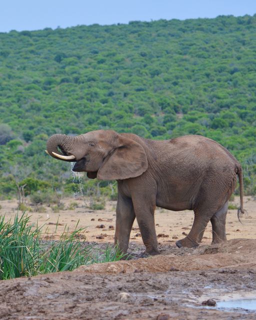 Addo national park elephant south africa - Download Free Stock Photos Pikwizard.com