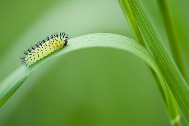 Yellow Black Catterpillar on Grass Leave - Download Free Stock Photos Pikwizard.com