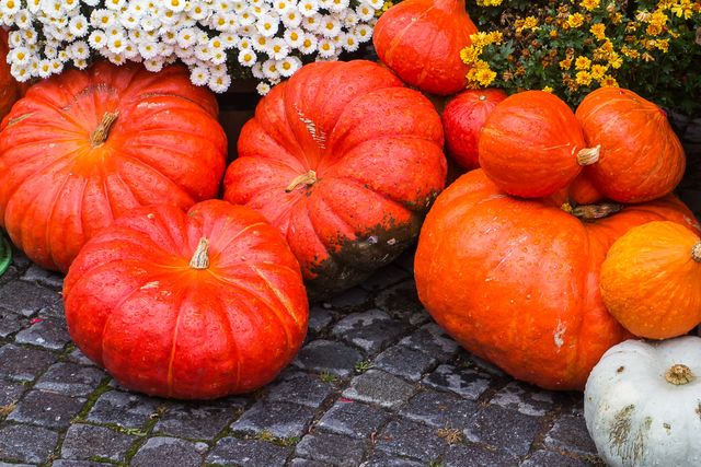 Autumn motives farm halloween pumpkin - Download Free Stock Photos Pikwizard.com